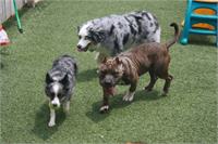 daycare pic 92 - ball time